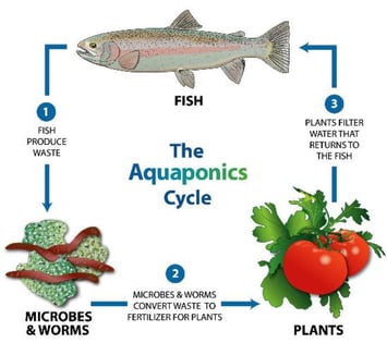 The Aquaponics Cycle