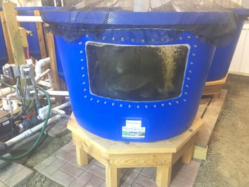 Webster Aquaponics Fish Tank